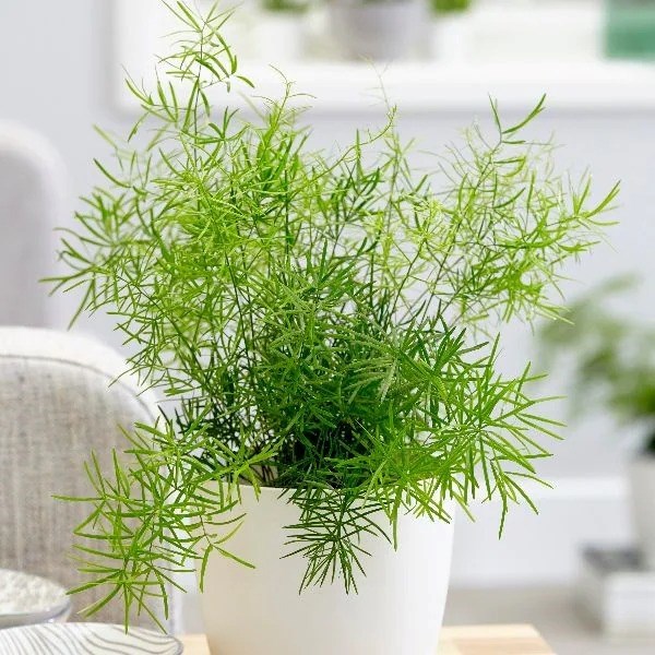 Asparagus Densiflorus Sprengeri | Emerald Fern 