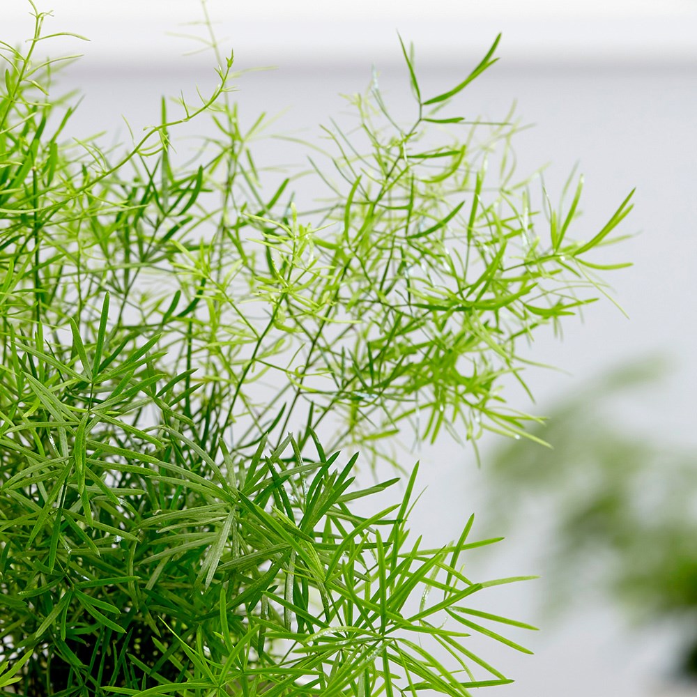 Asparagus Densiflorus Sprengeri | Emerald Fern 