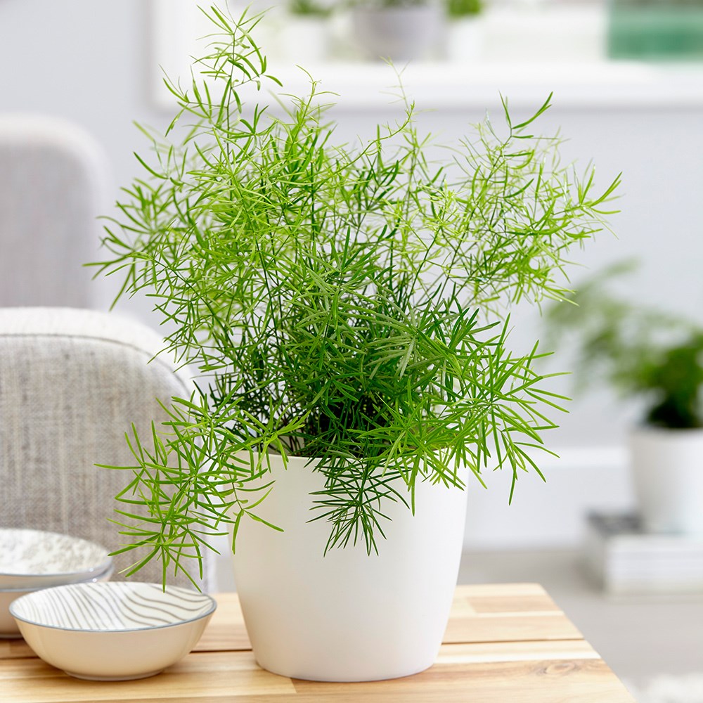 Asparagus Densiflorus Sprengeri | Emerald Fern 