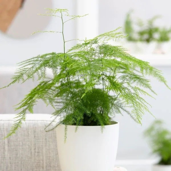 30cm Asparagus setaceus Asparagus fern Plumosus Plant Houseplant 13cm Pot - Picture 1 of 1