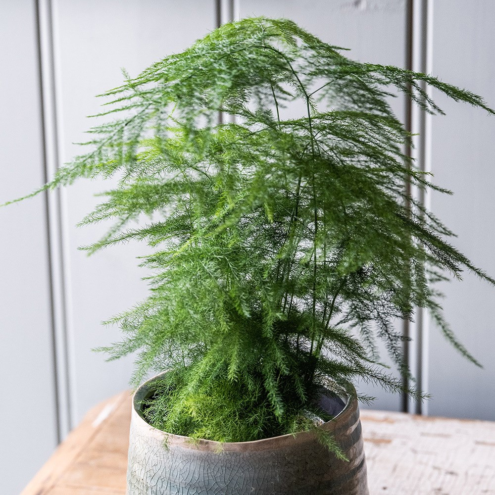 Asparagus Setaceus | Asparagus Fern Plumosus