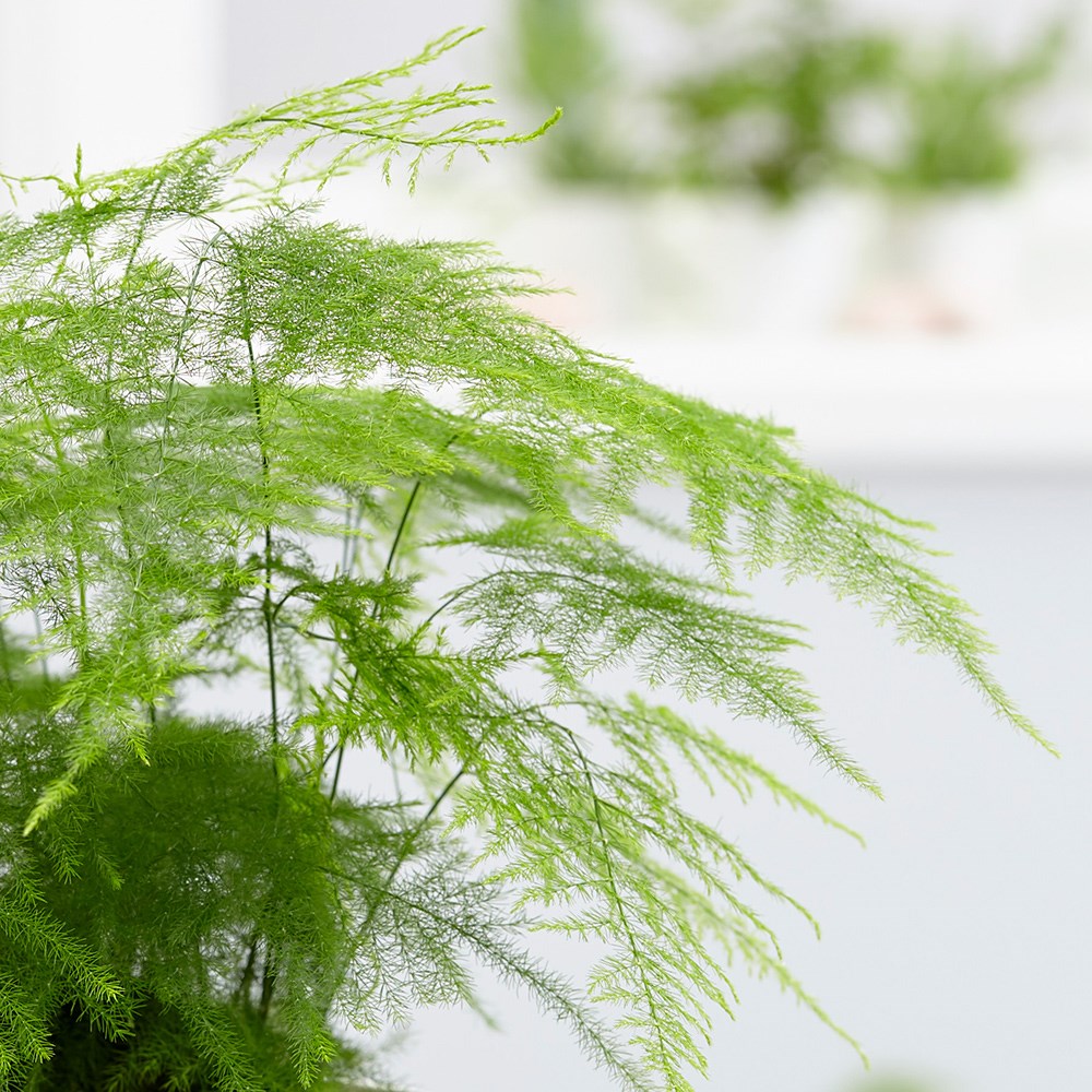 Asparagus Setaceus | Asparagus Fern Plumosus