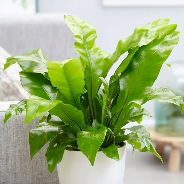 Asplenium Nidus | Bird’s Nest Fern