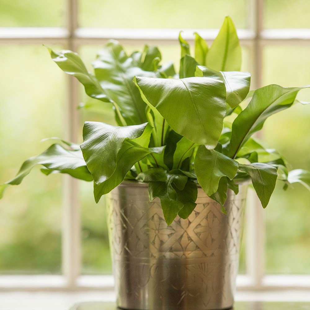 Asplenium Nidus | Bird’s Nest Fern