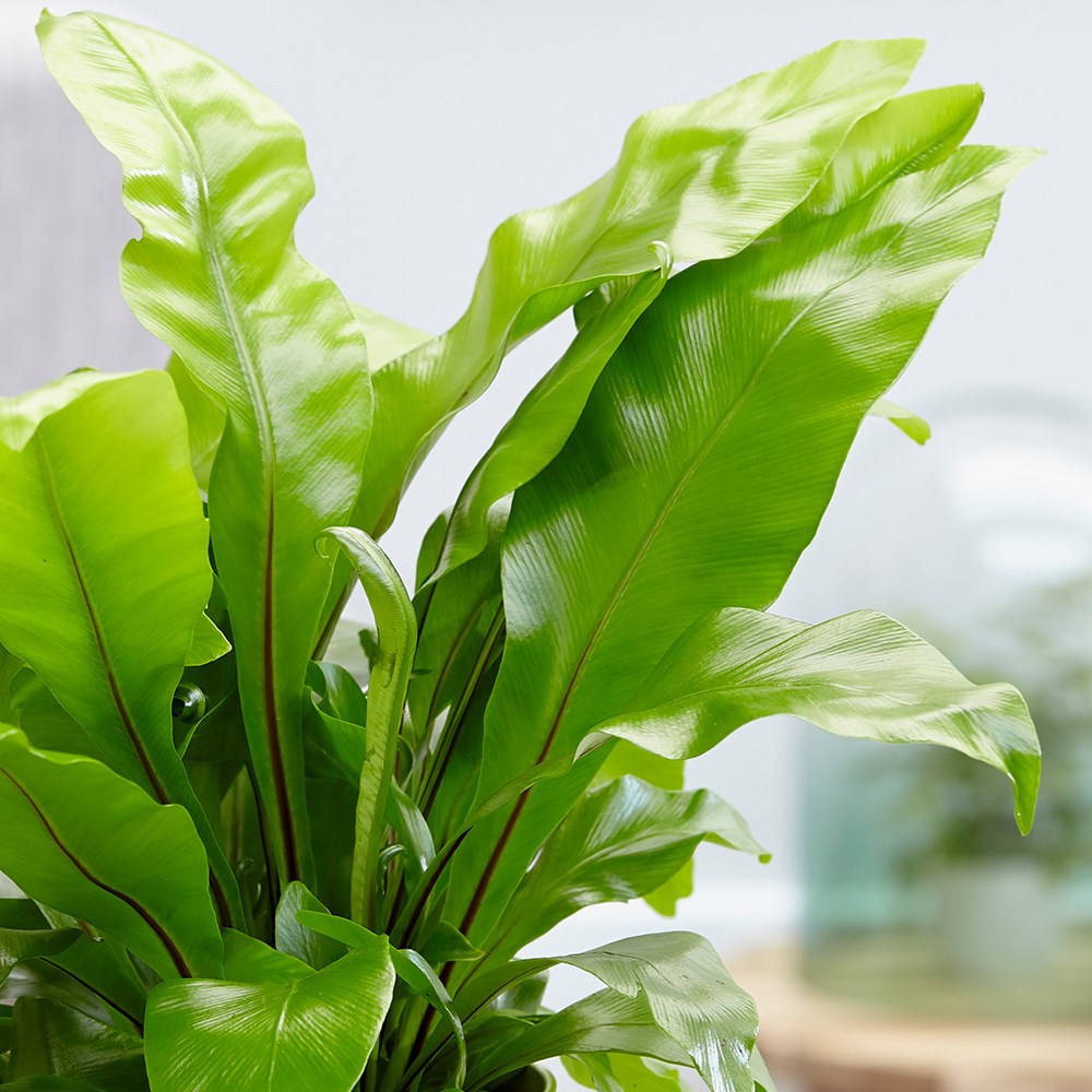 Asplenium Nidus | Bird’s Nest Fern