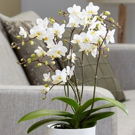 Phalaenopsis White Willd Orchid