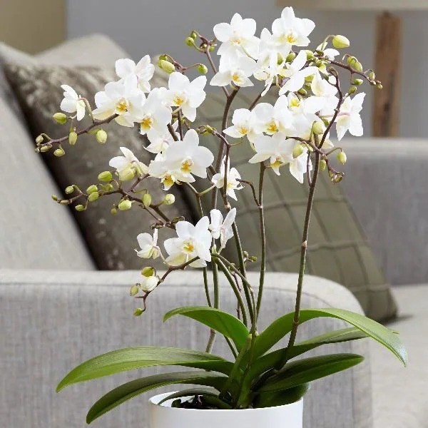 Phalaenopsis White Willd Orchid | Moth Orchid
