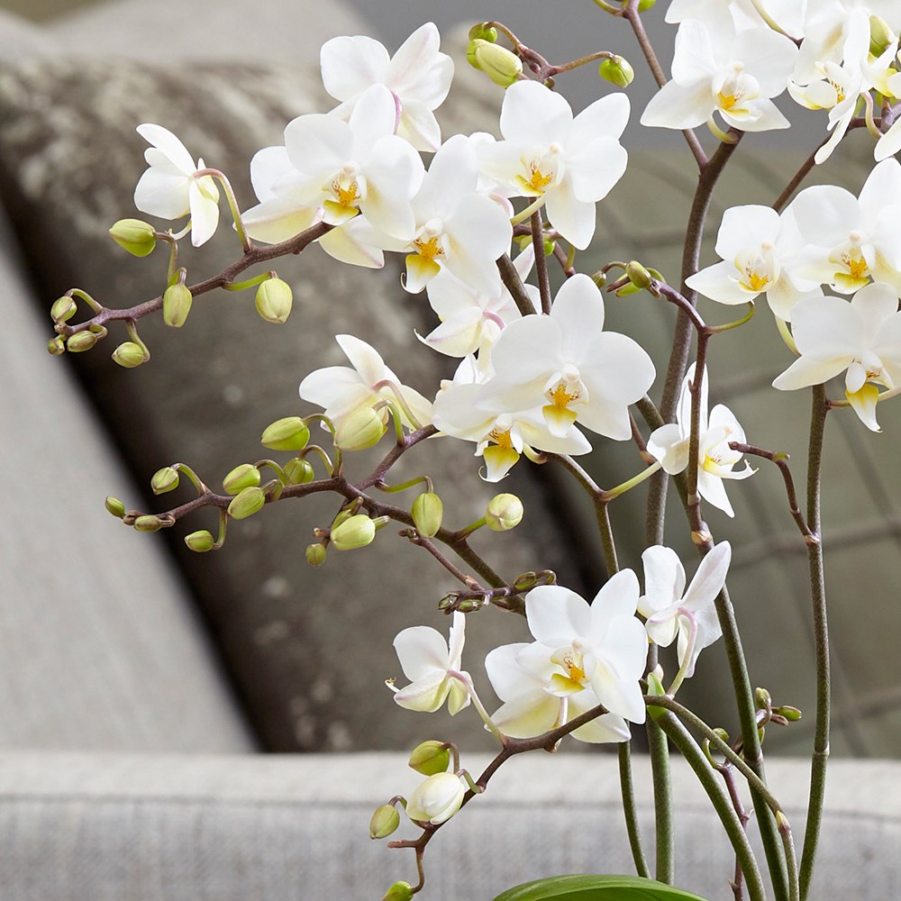Phalaenopsis White Willd Orchid | Moth Orchid