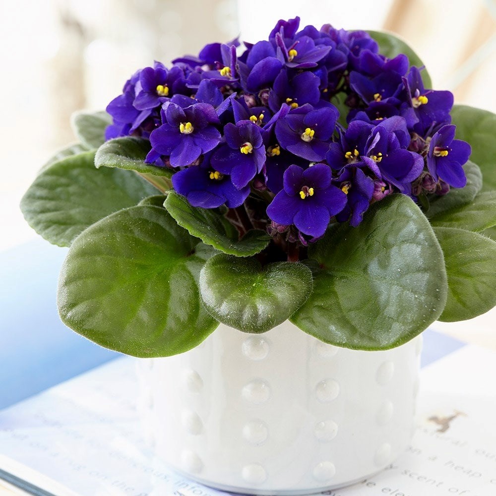 Saintpaulia Top Dark Blue | African Violet