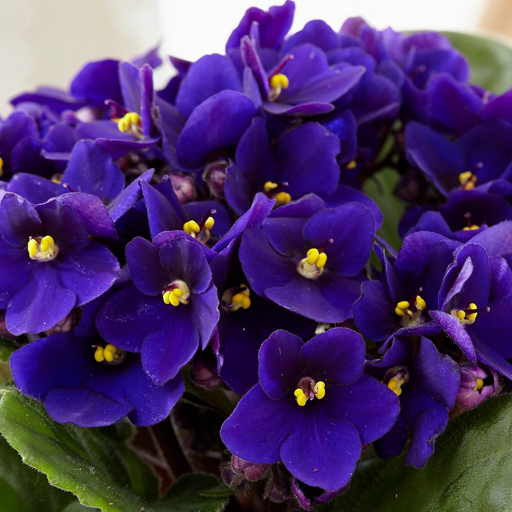 Saintpaulia Top Dark Blue | African Violet
