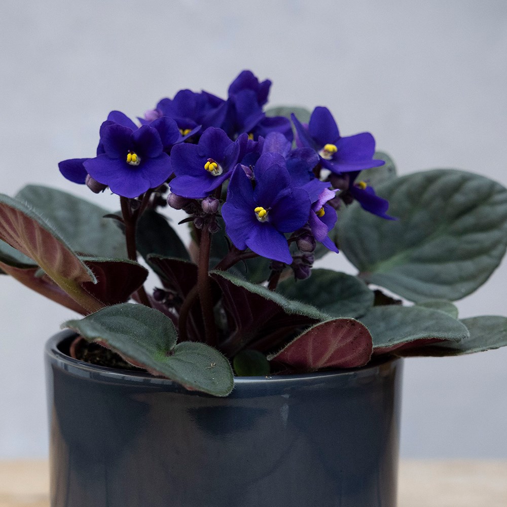 Saintpaulia Top Dark Blue | African Violet