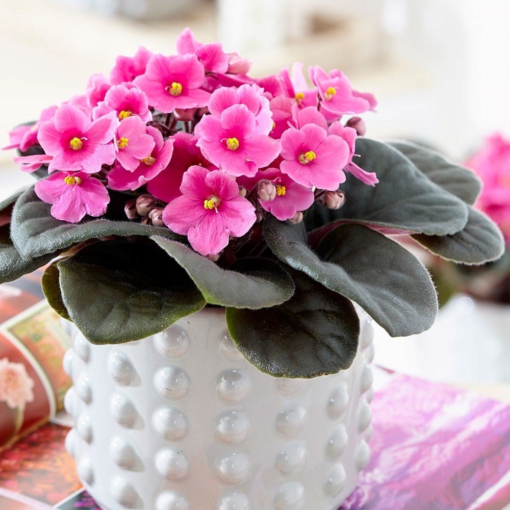 Saintpaulia Pink | African Violet