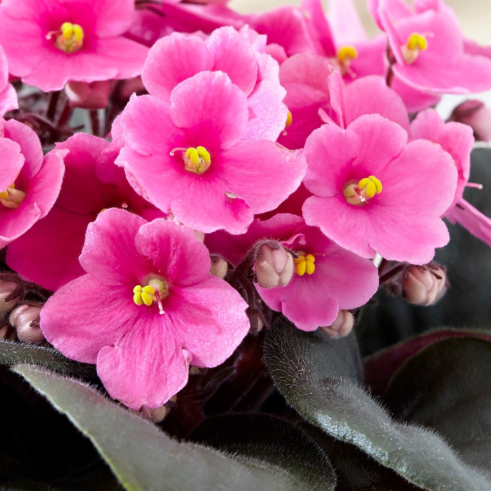 Saintpaulia Pink | African Violet
