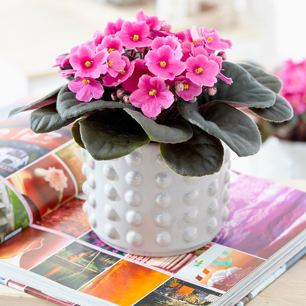 Saintpaulia Pink | African Violet