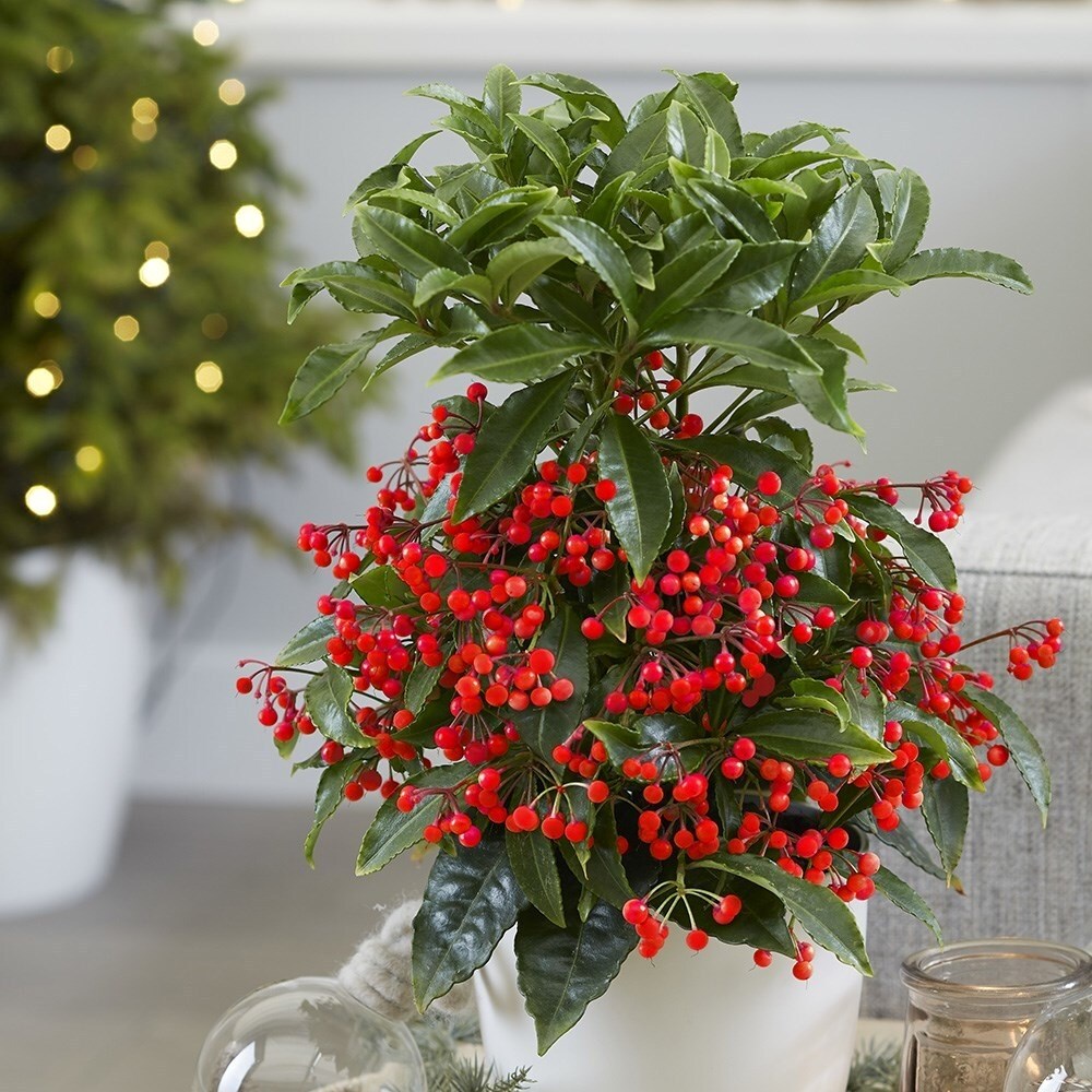 Ardisia Crenata Queen Star | Coral Berry