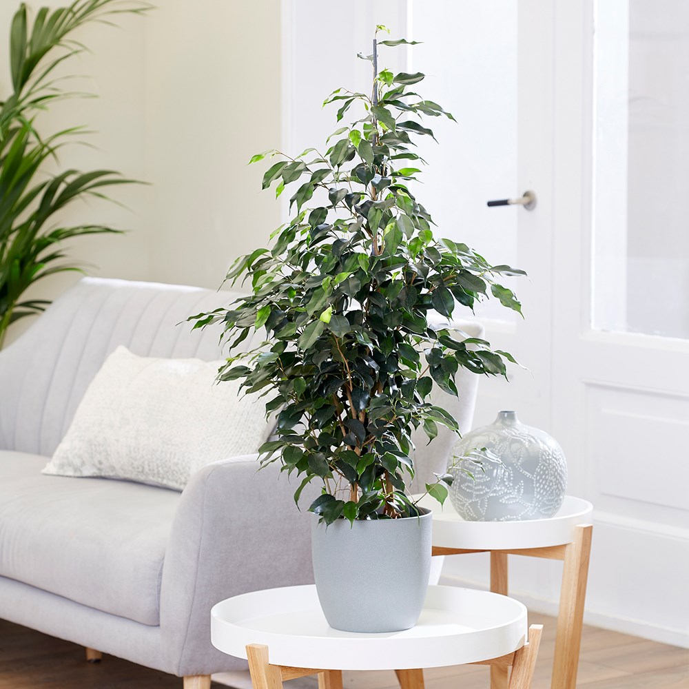 Ficus Benjamina Danielle | Weeping Fig