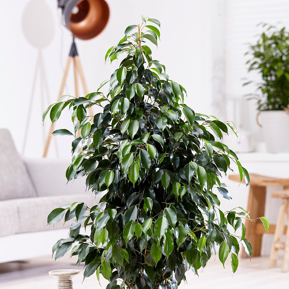Ficus Benjamina Danielle | Weeping Fig