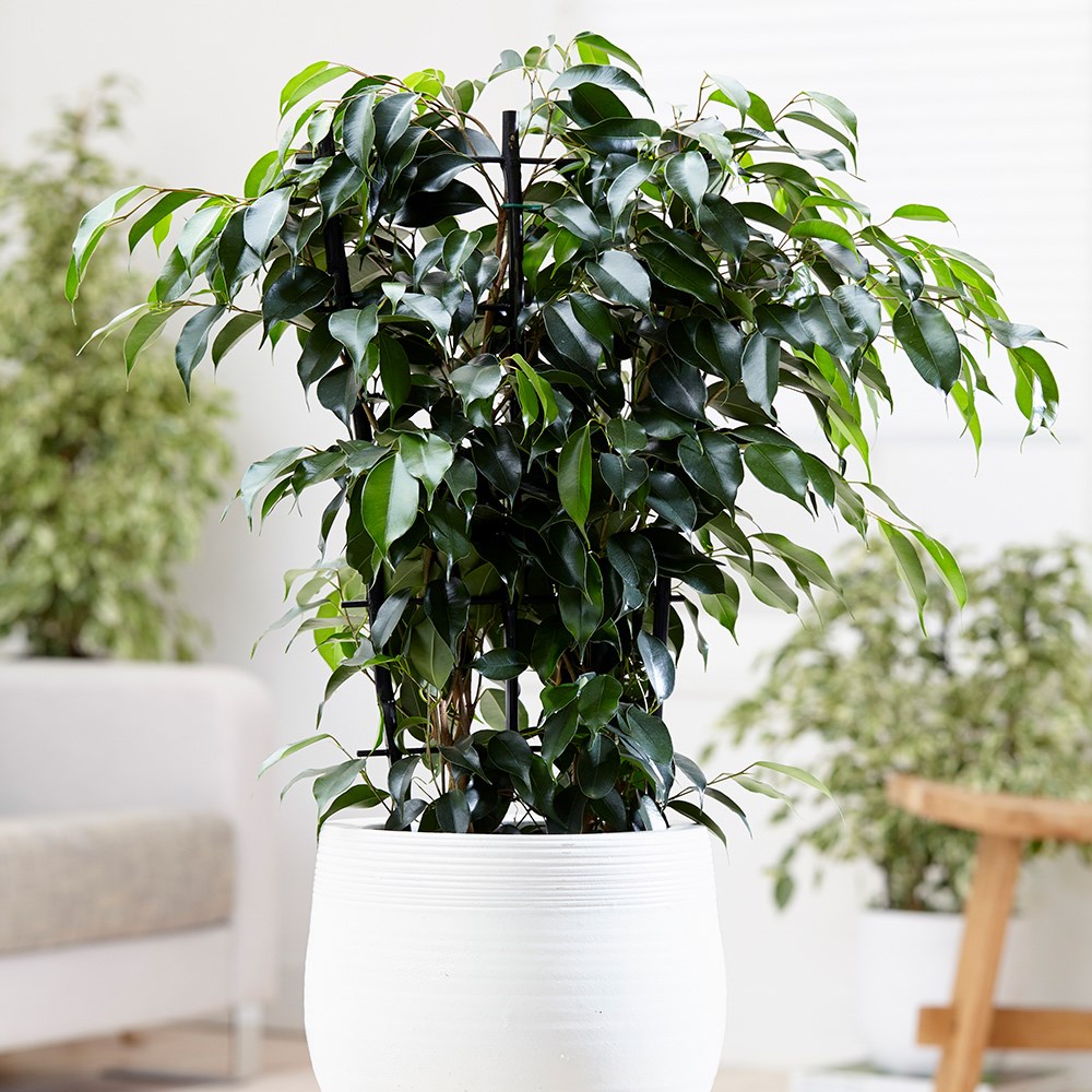 Ficus Benjamina Danielle | Weeping Fig