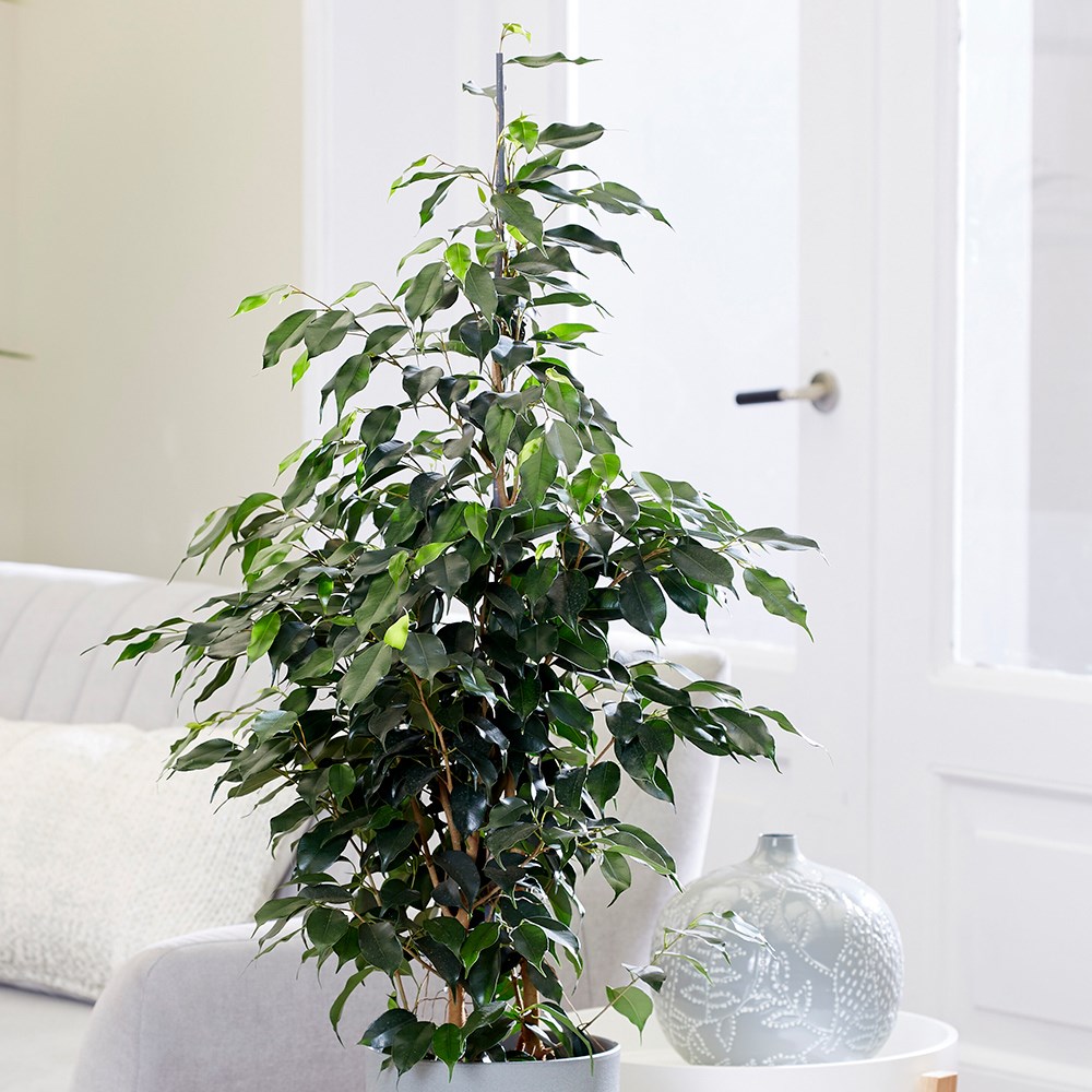 Ficus Benjamina Danielle | Weeping Fig
