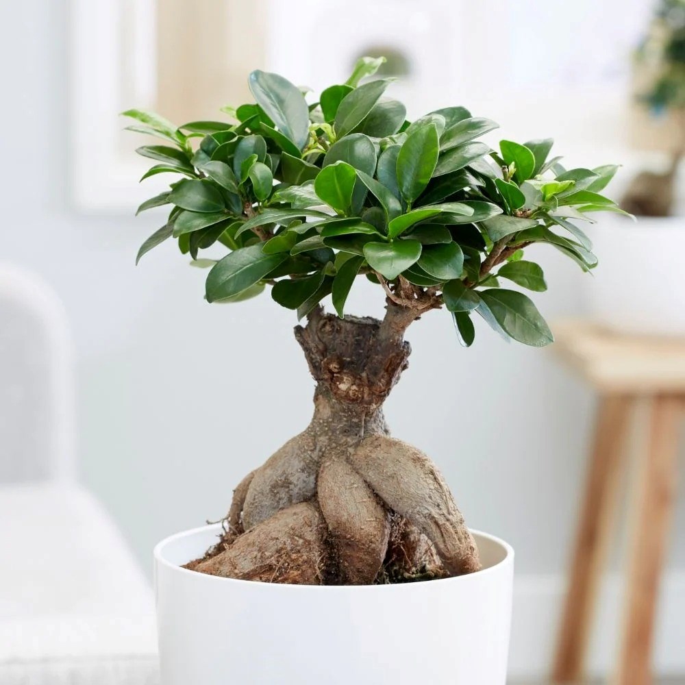 Ficus Microcarpa Ginseng | Bonsai Ficus