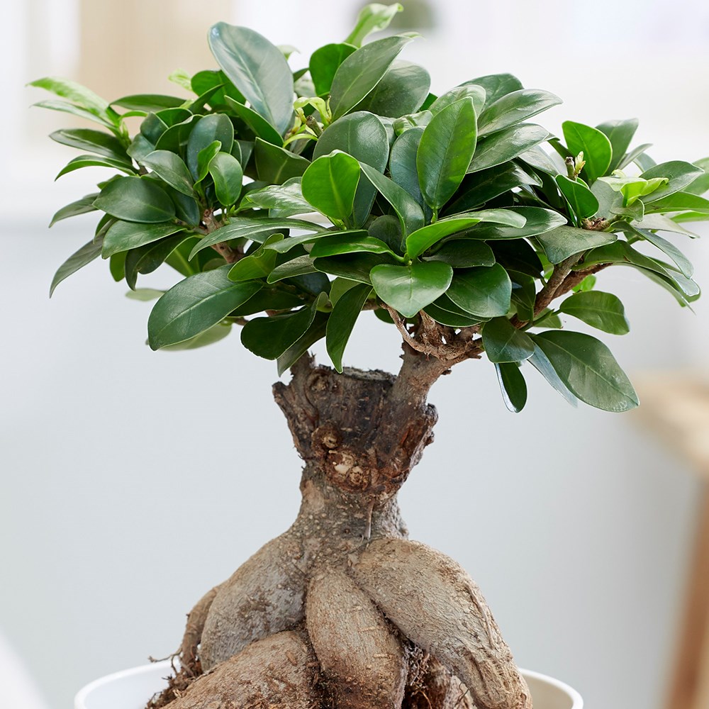 Ficus Microcarpa Ginseng | Bonsai Ficus