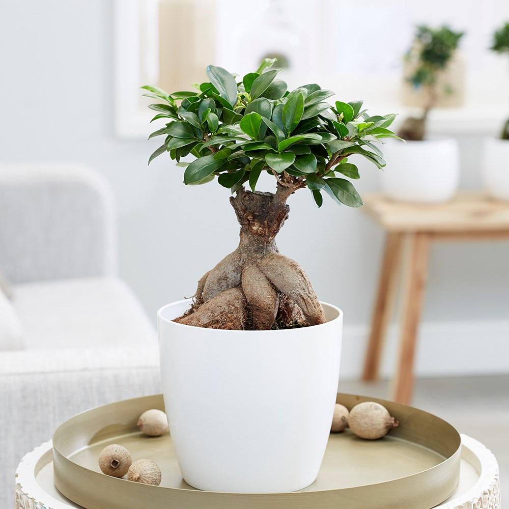 Ficus Microcarpa Ginseng | Bonsai Ficus