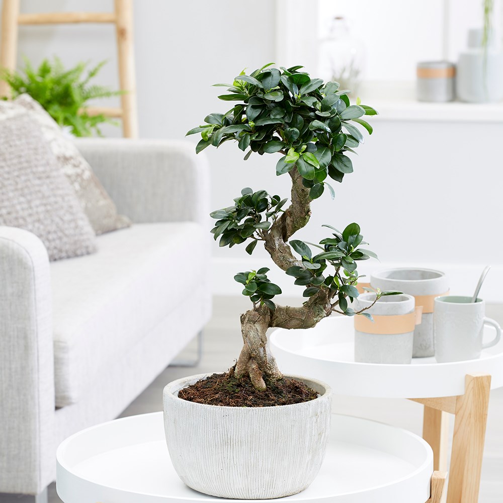 Ficus Microcarpa Ginseng | Bonsai Ficus