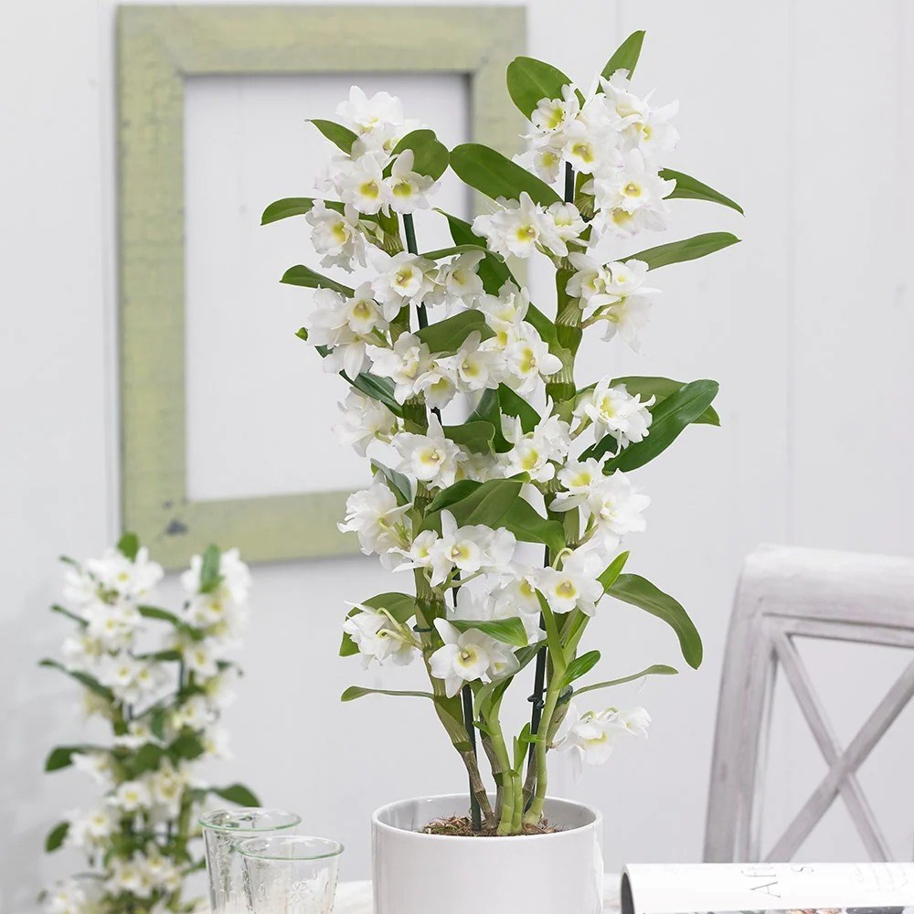 Dendrobium Spring Dream | White Orchid