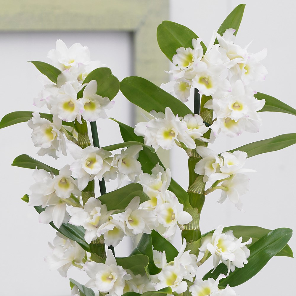 Dendrobium Spring Dream | White Orchid