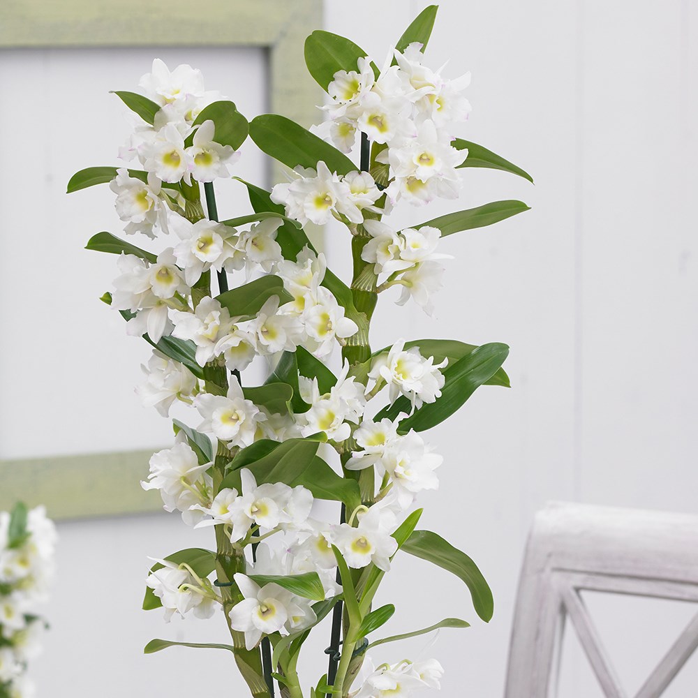 Dendrobium Spring Dream | White Orchid