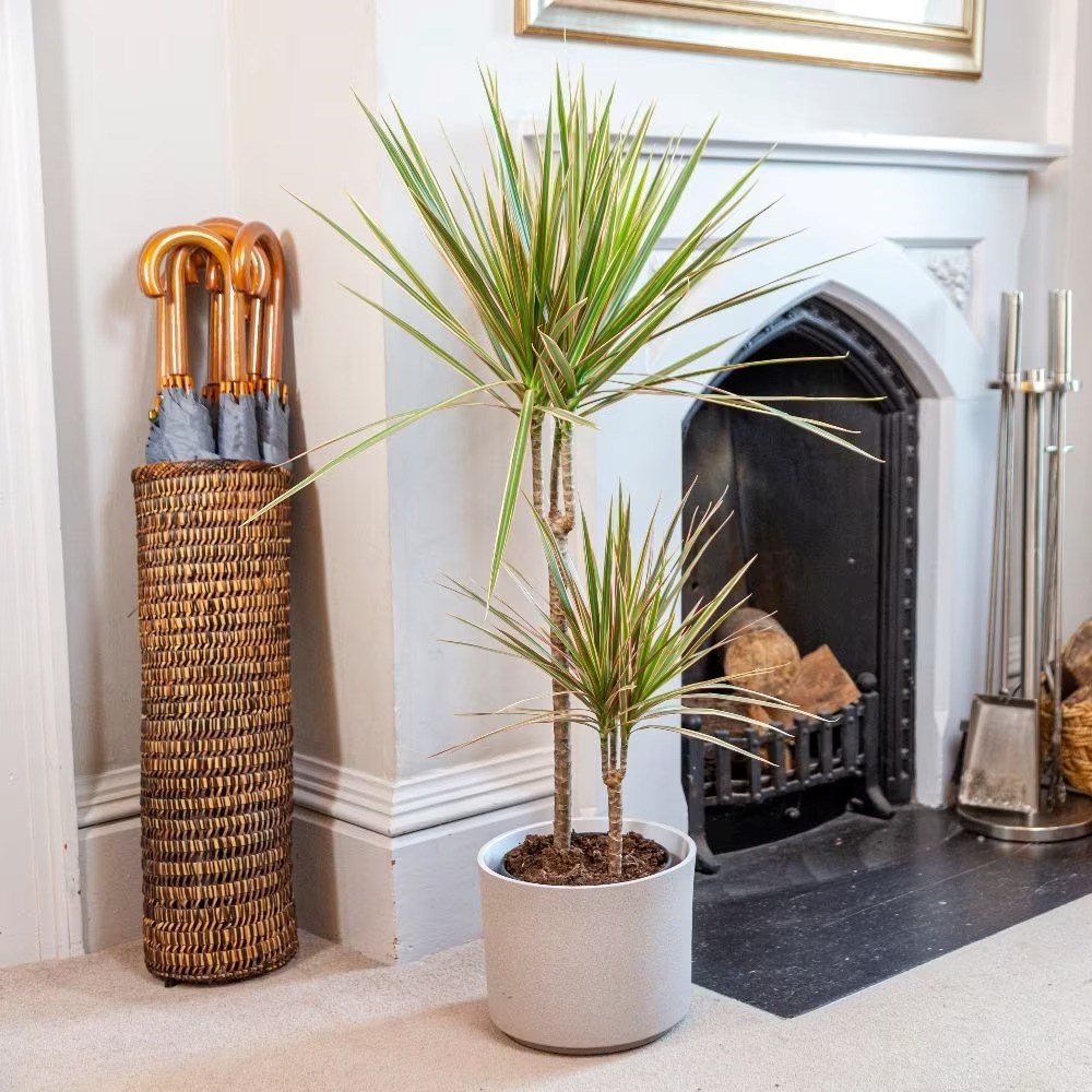 Dracaena Marginata Bicolor | Dragon Tree