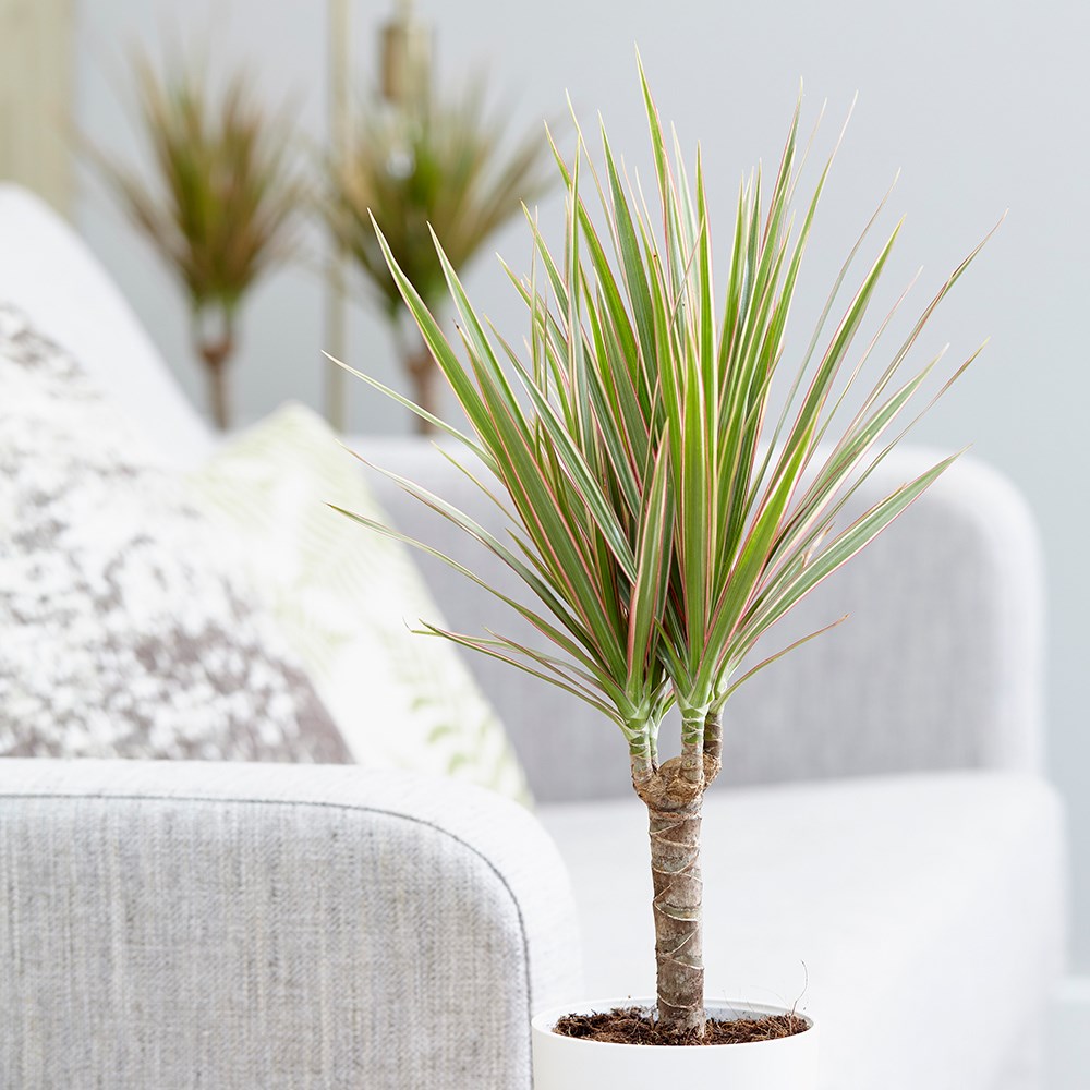 Dracaena Marginata Bicolor | Dragon Tree