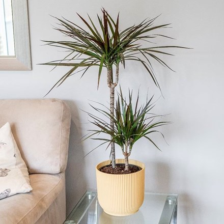 Dracaena marginata Magenta | Dragon Tree