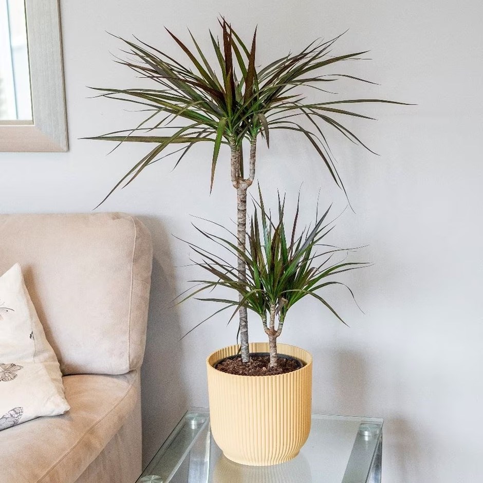 Dracaena marginata Magenta | Dragon Tree