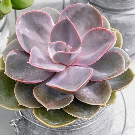 Echeveria Perle von Nürnberg | Hen and Chicks Succulent
