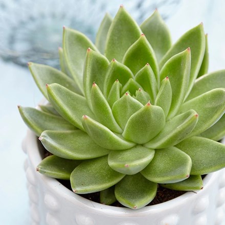 Echeveria agavoides | Moulded Wax Succulent
