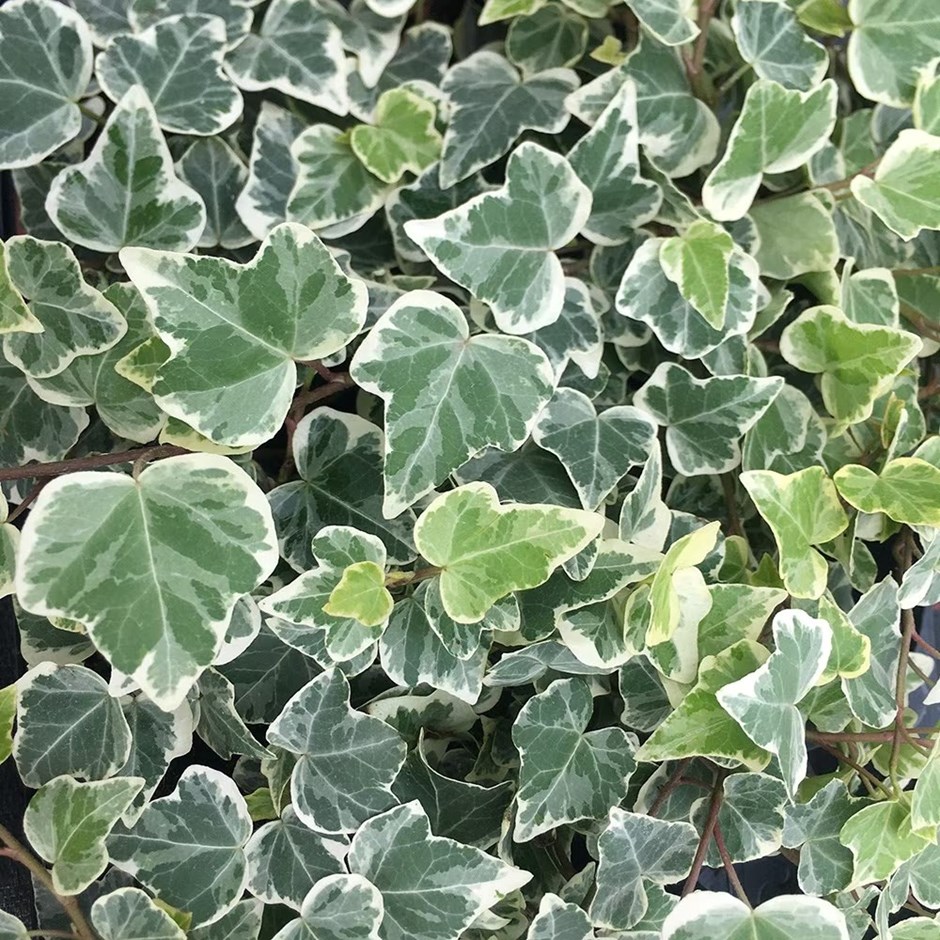 Hedera Helix White Wonder | English Ivy Or Common Ivy