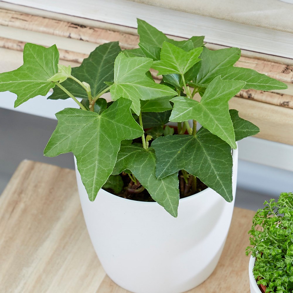 Hedera Helix | English Ivy Or Common Ivy