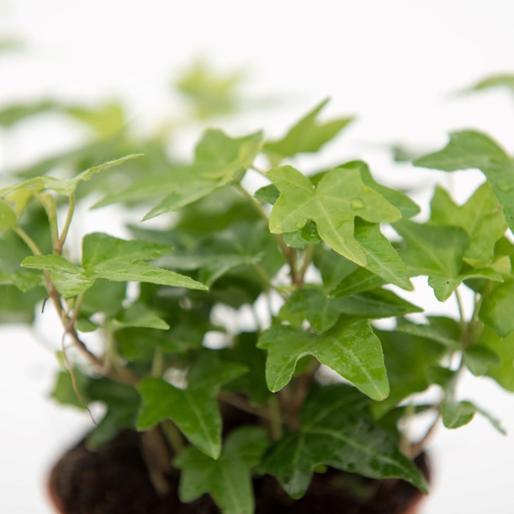 Hedera Helix | English Ivy Or Common Ivy