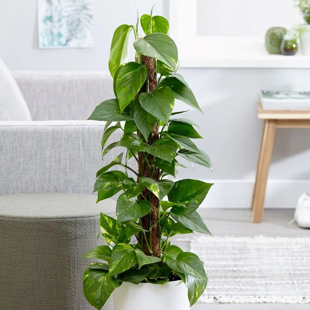 Epipremnum Aureum | Devil’s Ivy (syn. Scindapsus)