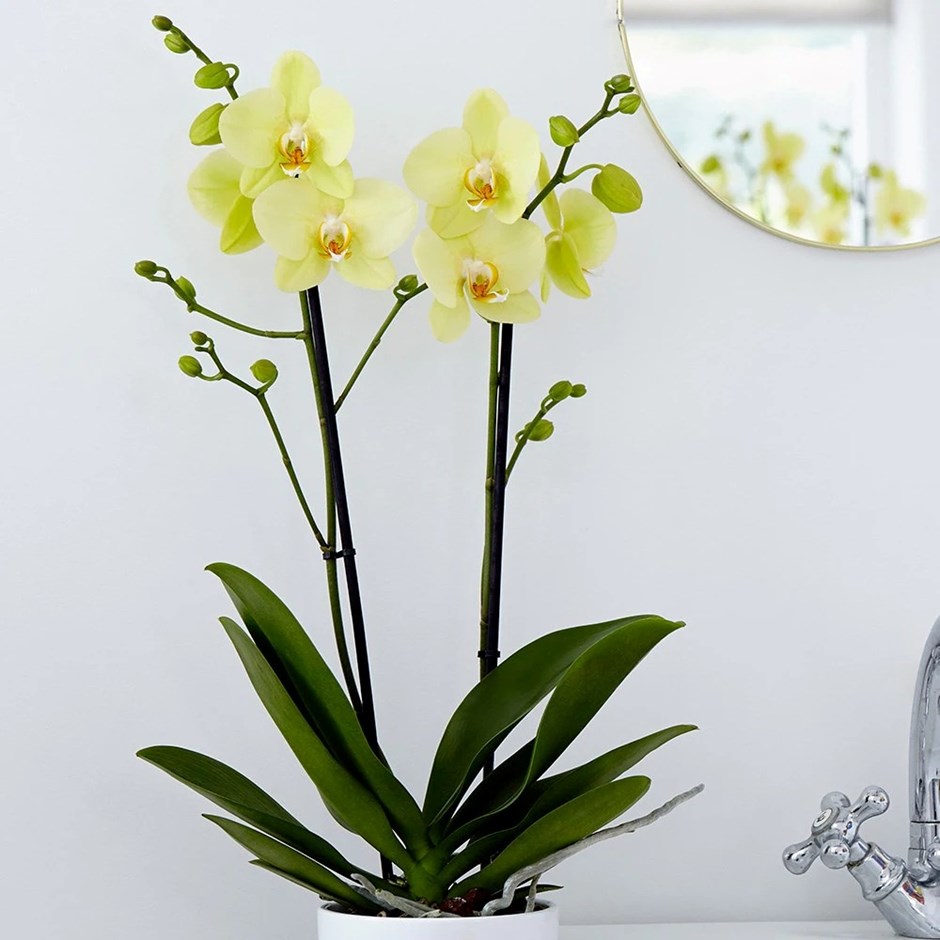 Phalaenopsis Grandiflorum Alassio | Moth Orchid