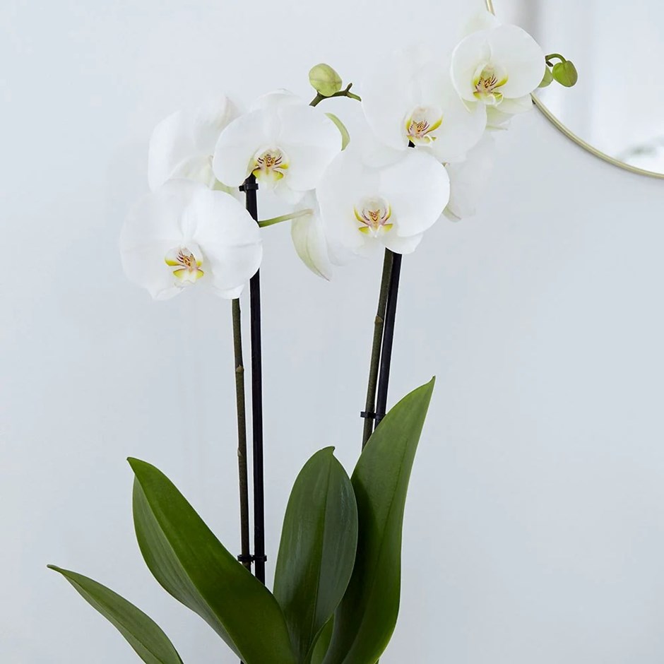 Phalaenopsis Grandiflorum White | Moth Orchid
