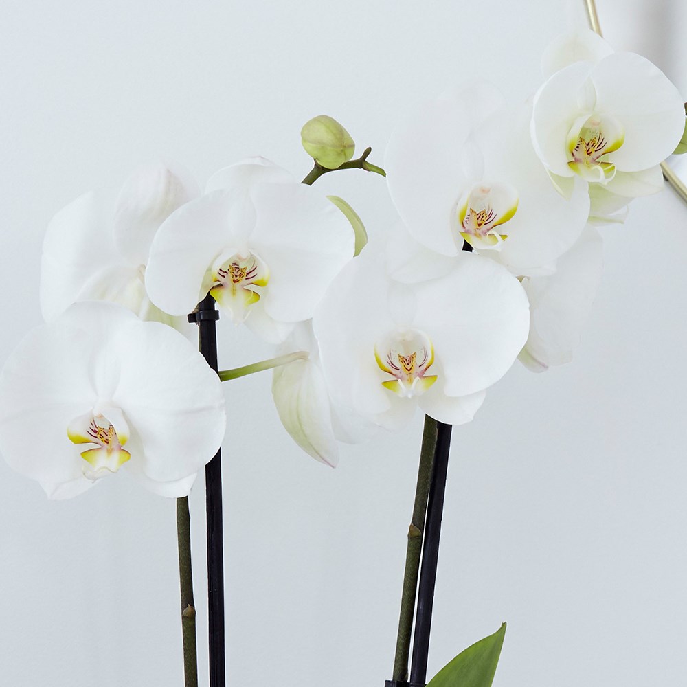 Phalaenopsis Grandiflorum White | Moth Orchid