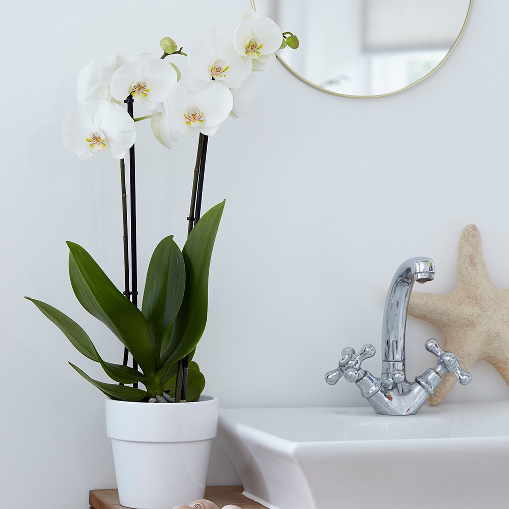 Phalaenopsis Grandiflorum White | Moth Orchid