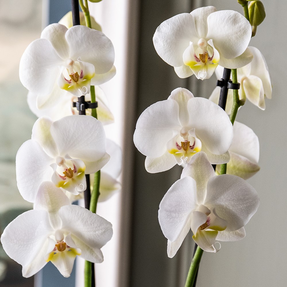 Phalaenopsis Grandiflorum White | Moth Orchid