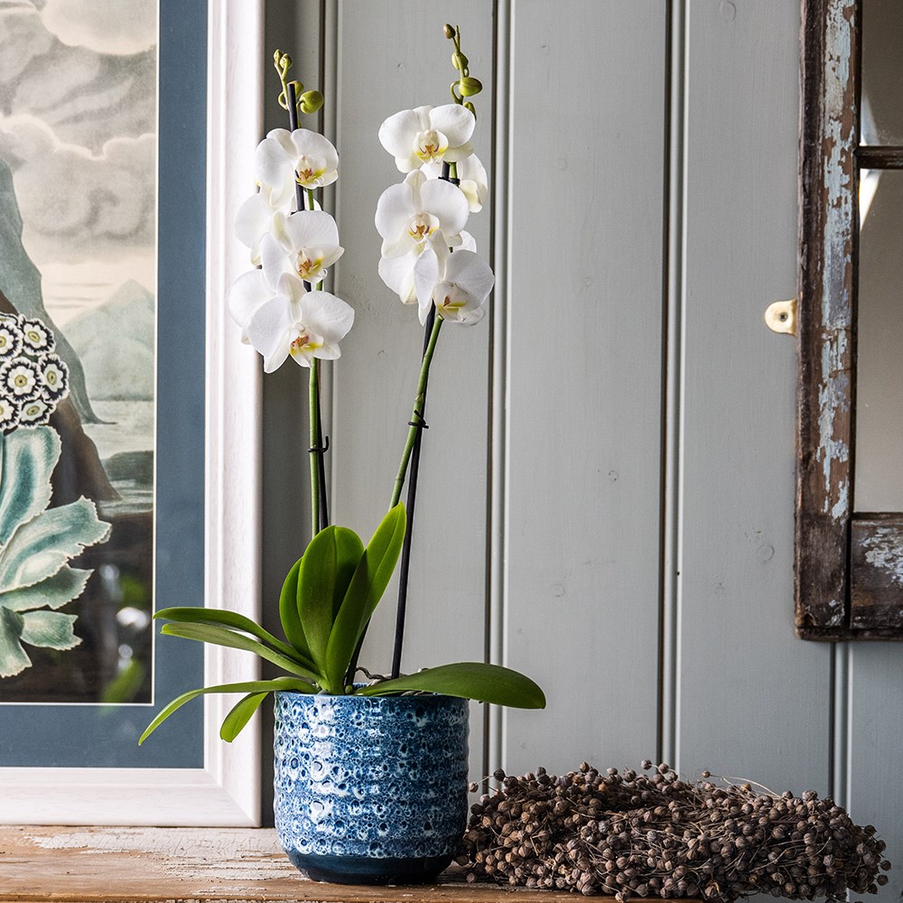 Phalaenopsis Grandiflorum White | Moth Orchid