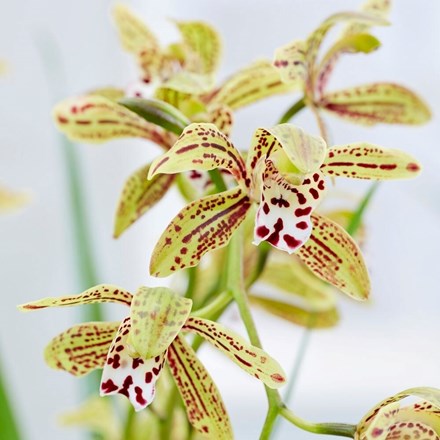 Cymbidium erythraeum | Indian cymbidium orchid