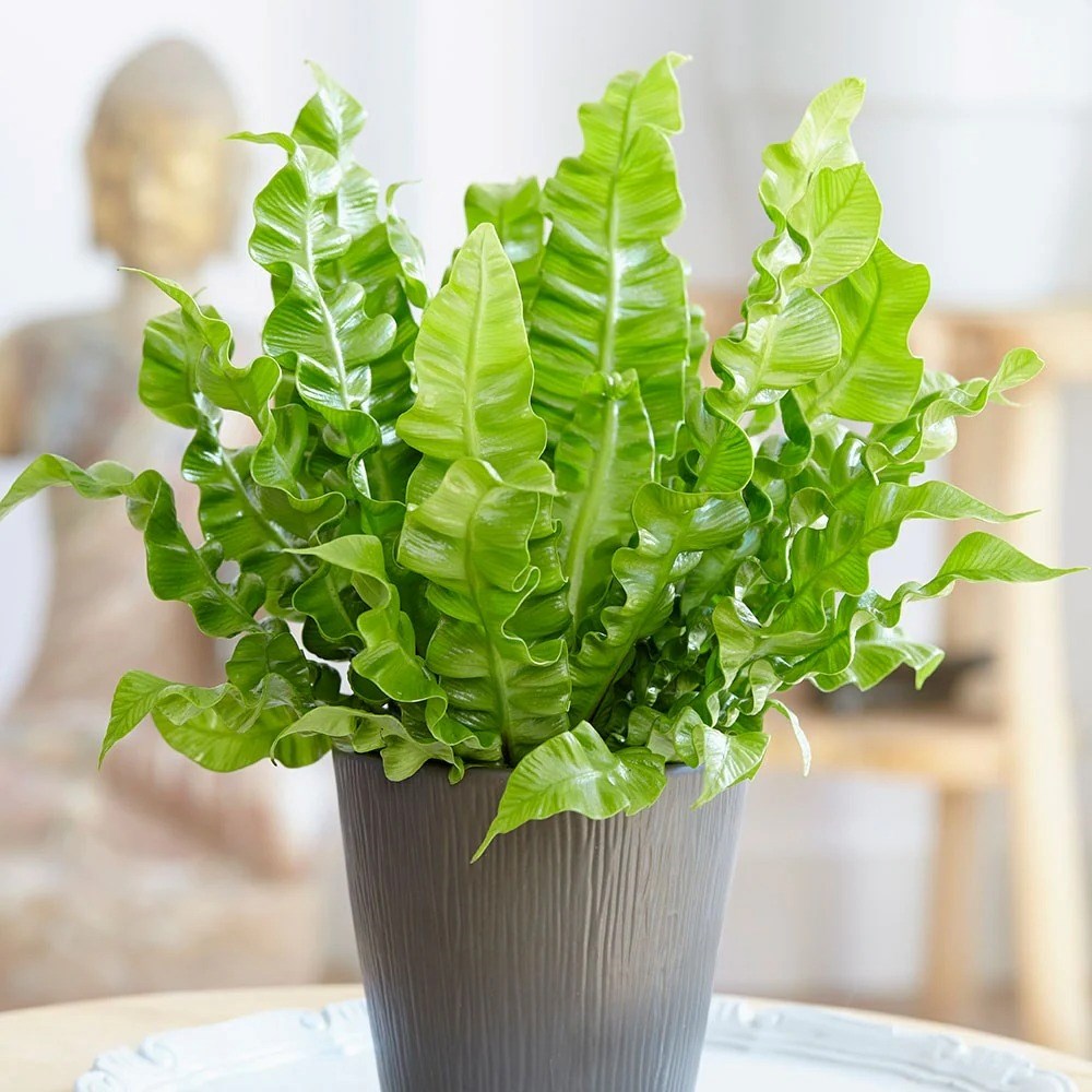Asplenium Nidus Crispy Wave | Birds Nest Fern