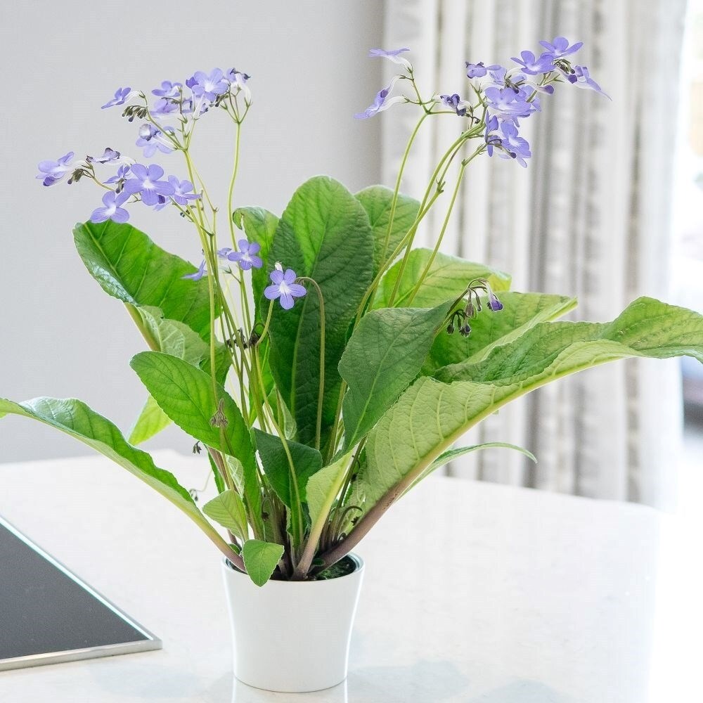 Streptocarpus Falling Stars | Cape Primrose
