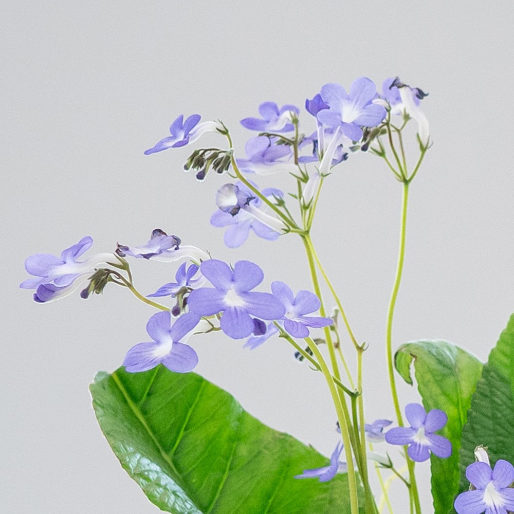 Streptocarpus Falling Stars | Cape Primrose